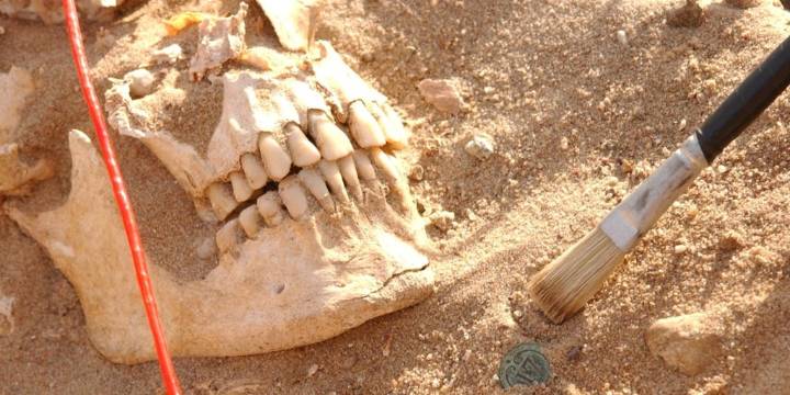 Identifican las dos bacterias que aniquilaron al ejército de Napoleón durante su campaña en Rusia