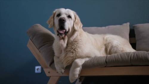 Raleigh makes list of best cities for dog owners, Asheville and Wilmington also mentioned