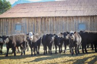 With little change in market fundamentals, cattle industry questions big drop on the futures boards
