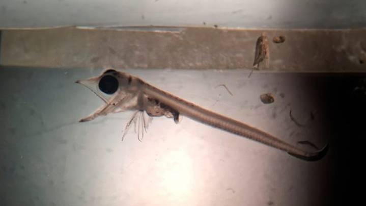 Hallazgo en Bahía Inútil: Investigadores descubren larva de pez hielo fuera de la Antártica