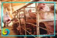 México suspende las importaciones de carne de cerdo desde España por la peste porcina