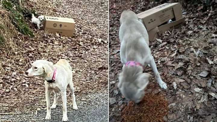 Driver Slams Brakes After Spotting Frail Dog Guarding A Strange Box On The Tennessee Roadside