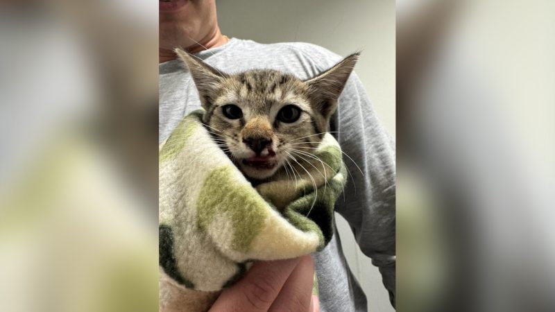 PHOTOS: Tiny kitten rescued from car engine along I
