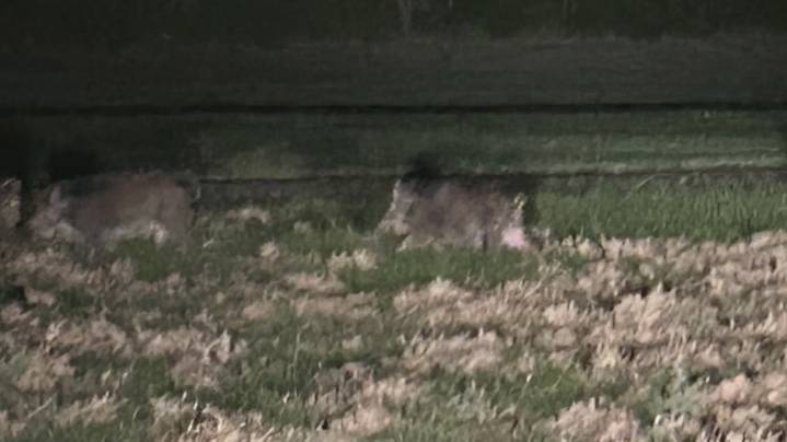 Feral hogs wreak havoc on Pleasure Island, leaving homeowners desperate for help