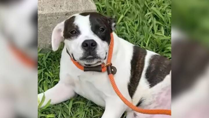 Missouri Dog Once Left Behind At A Stop Sign Discovers Endless Belly Rub Joy