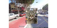Nationwide Outrage Ensues After Beloved Market Cat Killed By Robotaxi In San Francisco
