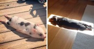30 Solar-Powered Pets Enjoying A Good Sunbathe