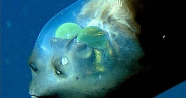 Este es el misterioso pez de cabeza transparente que vive en las profundidades del mar ¿Lo conocías?