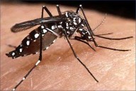 Bangladesh records 1,147 new dengue cases in 24 hours