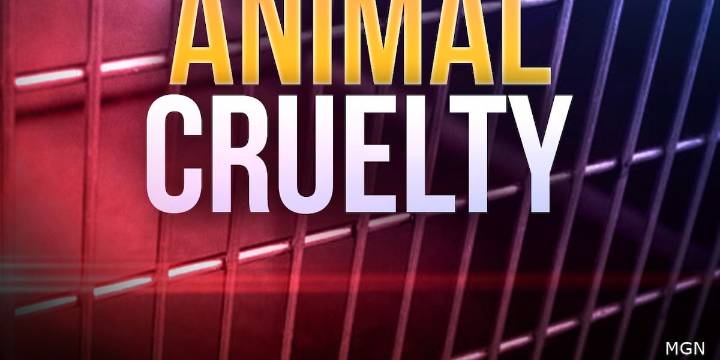 ‘Horrors’: Dogs removed from terrible conditions twice in 4 months, police say