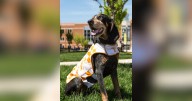 University of Tennessee mascot Smokey X diagnosed with cancer