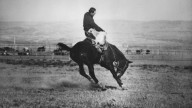 Historians Say Steamboat The Bucking Horse Embodies Wyoming’s Cowboy Legacy