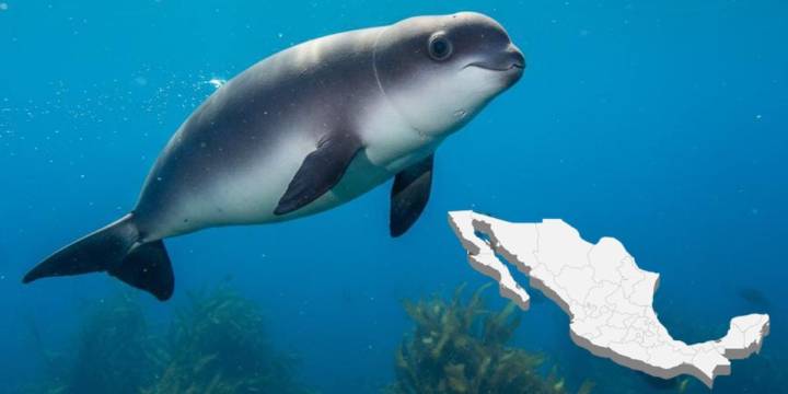 México presenta resultados alentadores en la estrategia de conservación de la vaquita marina