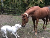 Dog Sneaks Into Horse Field, the ‘Traumatic Event’ That Follows Goes Viral