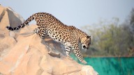 Maharashtra sends proposal to Centre to relocate 50 leopards to Vantara