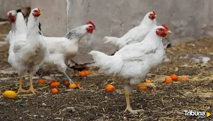 El Gobierno ordena el confinamiento de todas las aves de corral para prevenir la gripe aviar