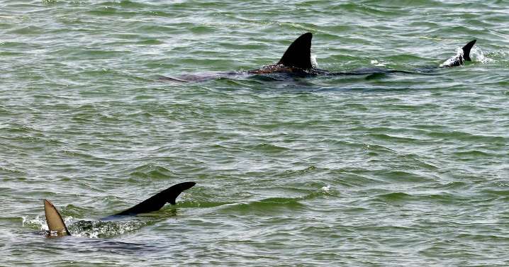 Tourist died in shark attack involving species previously thought to be harmless