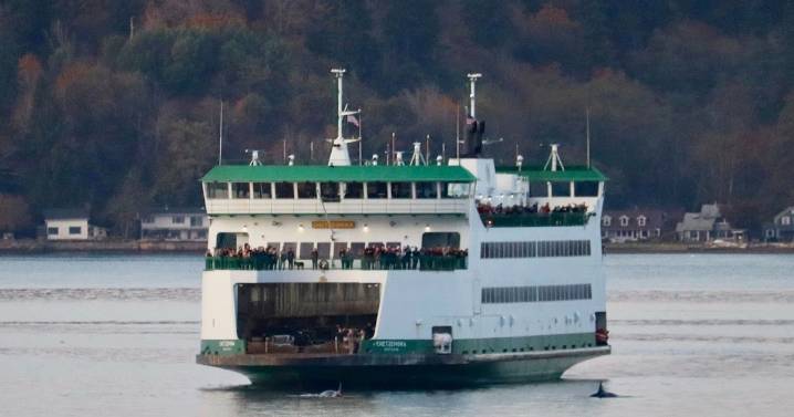 Scene on the Sound: Ferry navigates through superpod of orcas