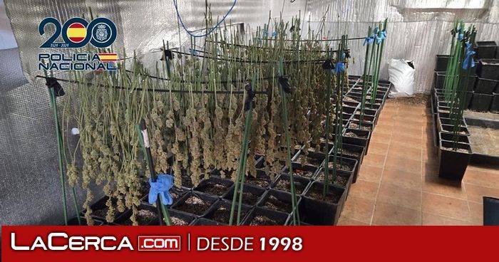 Desarticulada una plantación intensiva de cannabis en Ugena con cuatro detenidos