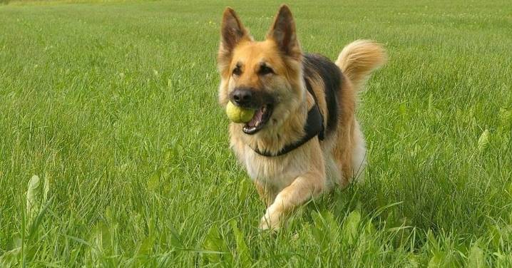 Chile da el primer paso para conceder un día de permiso laboral por fallecimiento de una mascota