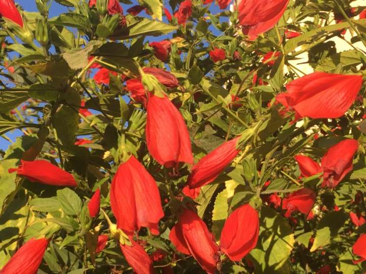 Why you should consider planting this sensational November blooming plant