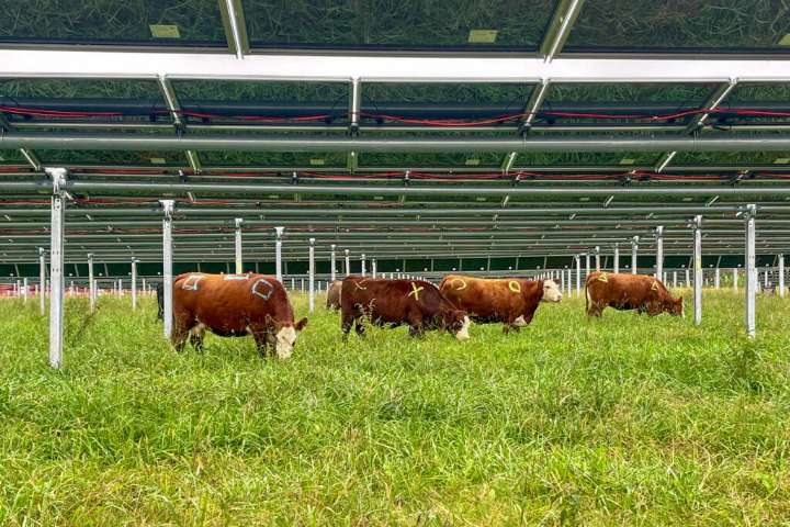 Can Cows and Solar Power Coexist? We’re About to Find Out