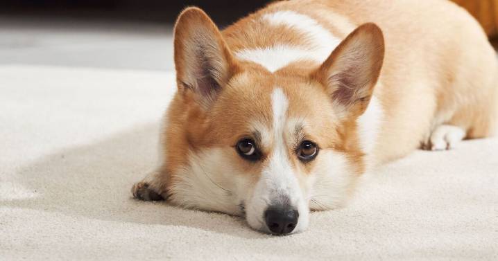 Signs your dog is depressed and which breeds are most at risk