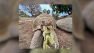 Muere Gramma, la tortuga de Galápagos de 141 años del Zoológico de San Diego, California