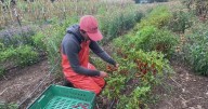 Small Bay Area farm reaps benefits from state's health soils initiative