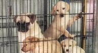 Henry County Deputies Rescue 106 Dogs from Hazardous Home Conditions