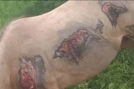 Un caballo sufrió graves quemaduras y piden ayuda para asistirlo