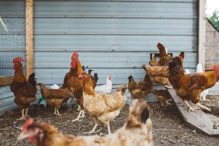 Tragic Death in WA Tied to Avian Influenza Complications