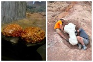 De huevos y nidos de dinosaurio únicos a un equivalente al tyranosaurio: Cuenca, en el mapa mundial de la paleontología