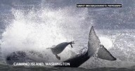 Seal seeks refuge on photographer's boat while fleeing orcas
