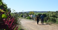 County taps Olivewood Gardens to manage Tijuana River Community Garden