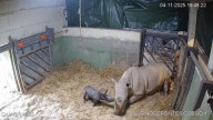 Nace "en directo" un rinoceronte en el Bioparc de Valencia tras 500 días de gestación