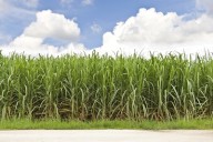 Report: Louisiana farm sales make up 1% of US agriculture value