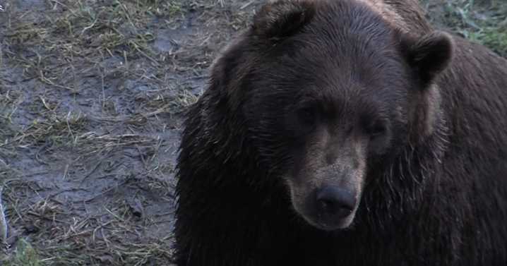 Lawsuit challenges Mulchatna predator control program