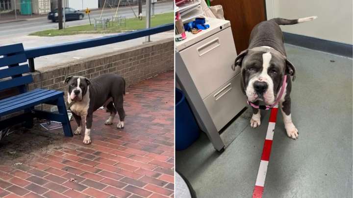 Texas Rescuers Shocked By Abandoned Pup’s Condition Discover A Gentle Soul Waiting For Love