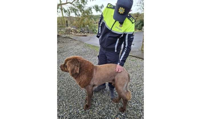 Irish police got a call about a lion. It was actually a dog named Mouse.