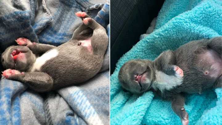 Virginia Pup Born Different Proves That Happiness Comes In The Smallest Packages