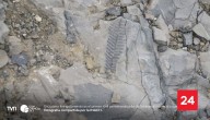 Descubren fósil de helecho que habitó la Antártica durante la era de los dinosaurios