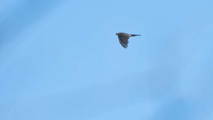 Best place on the East Coast to see hawks is in our back yard