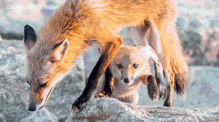 Dauphin Island leaders consider banning wildlife feeding