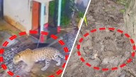 Fear Grips Villagers After Leopard Sighting In Keonjhar