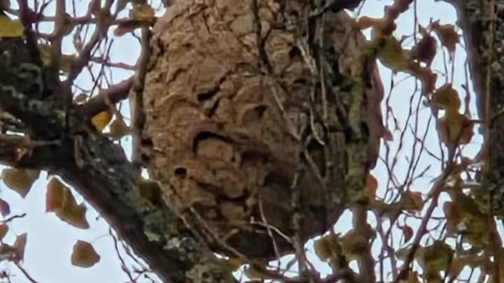 Encuentran un nido de avispa asiática en el Monasterio de Obarra