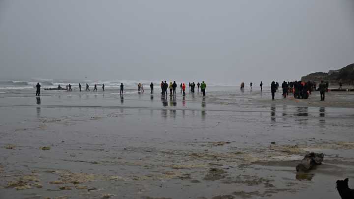 What does it take to save a beached whale?