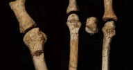 Mystery owner of 3-million-year-old foot found in Africa identified, scientists say