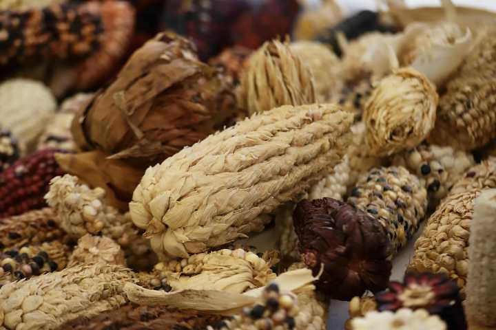 México garantizará precios justos del maíz y apoyará a pequeños productores