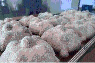 Descubre la receta del éxito del pan de muerto del restaurante Deluxe